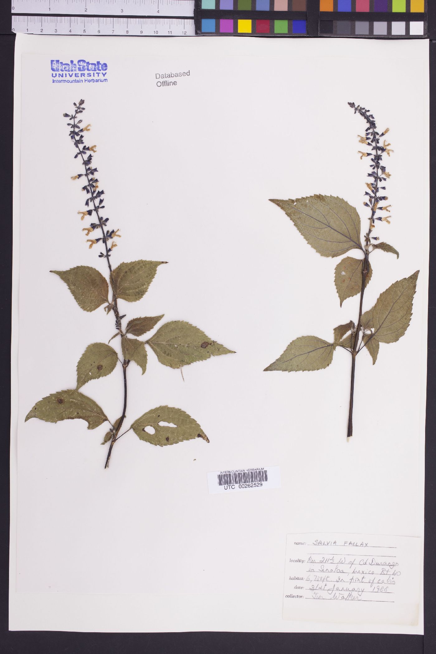 Salvia fallax image