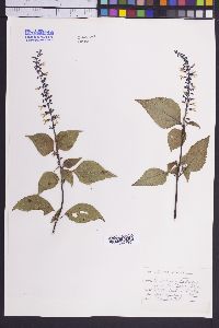 Salvia fallax image