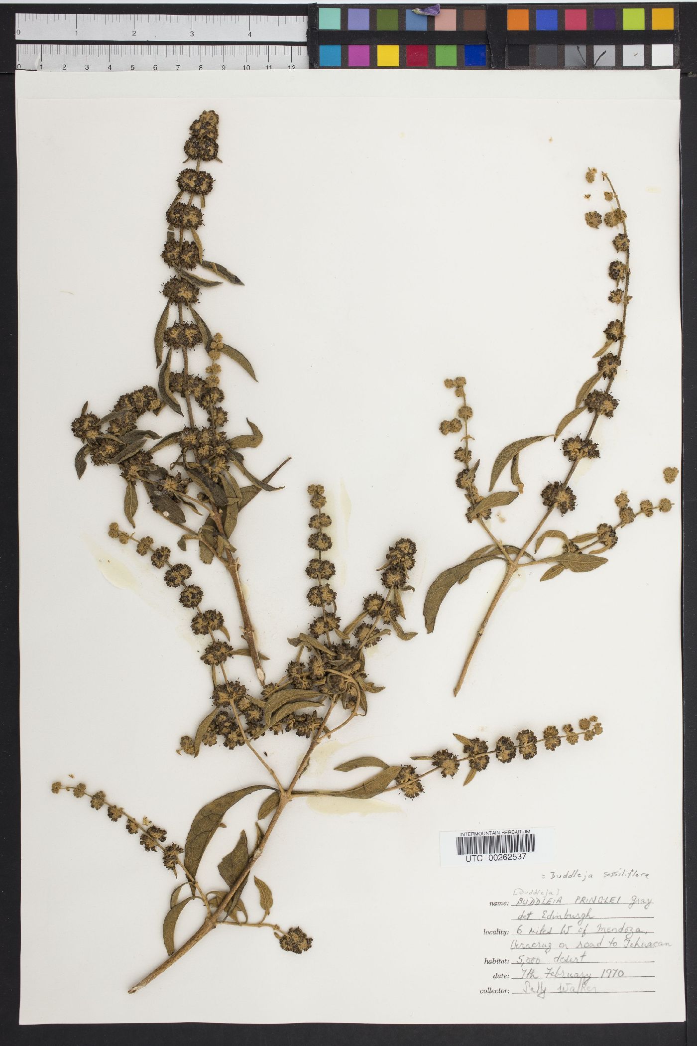 Buddleja pringlei image