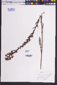 Image of Pedicularis mexicana