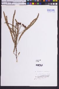 Vauquelinia angustifolia image