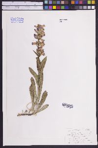 Penstemon virgatus image