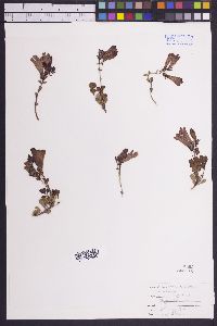 Penstemon fruticosus image