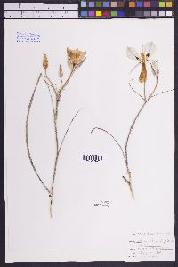 Calochortus nuttallii image