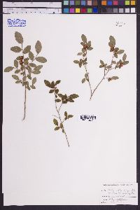 Vaccinium parviflorum image