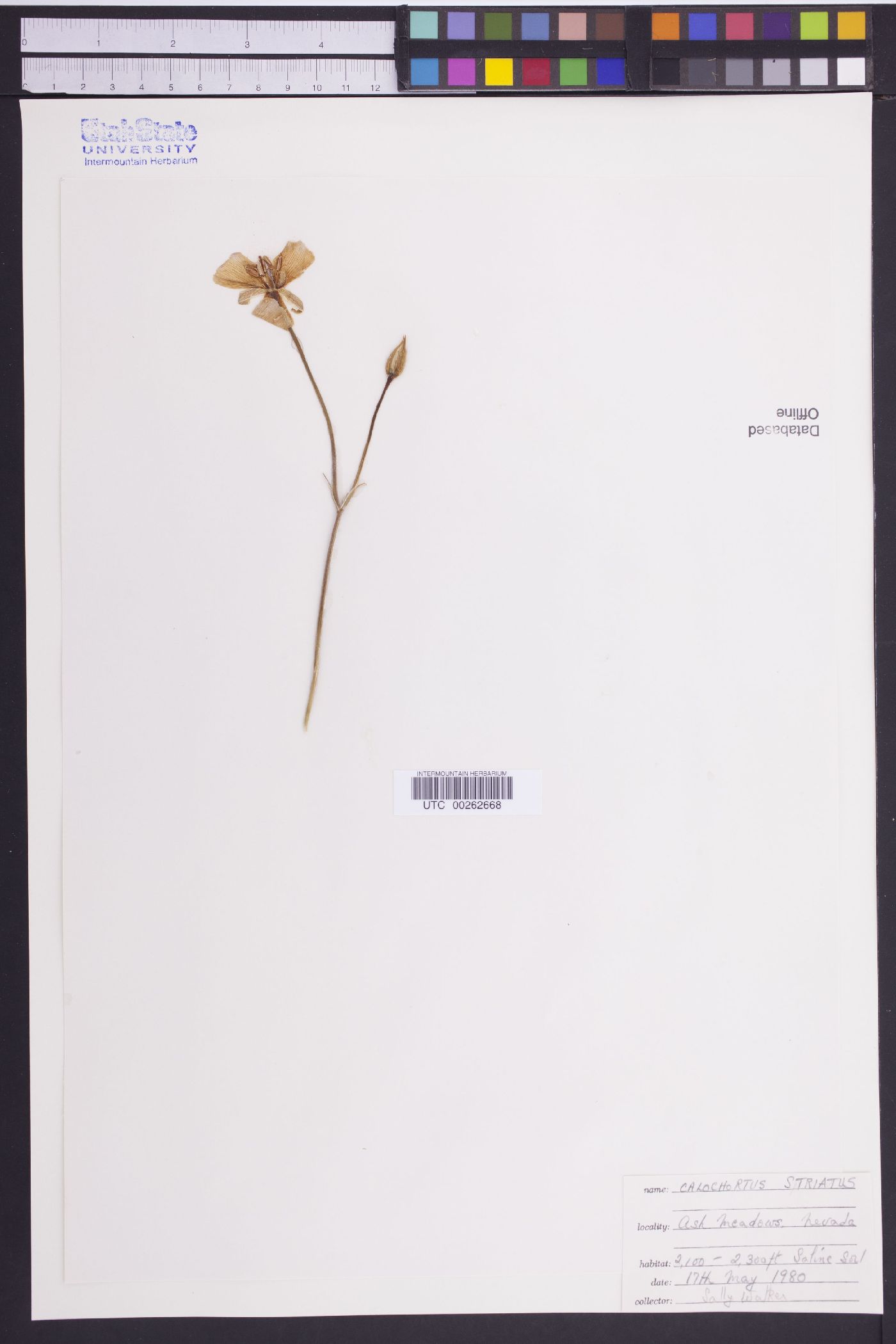Calochortus striatus image