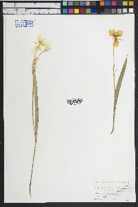 Calochortus apiculatus image
