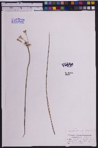 Androstephium breviflorum image