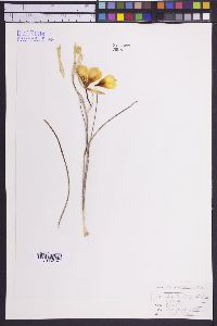 Calochortus aureus image