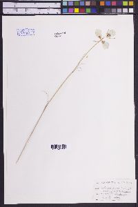 Calochortus gunnisonii image