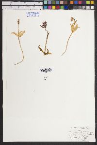 Image of Fritillaria purdyi