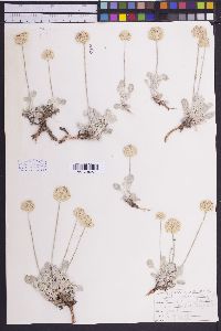 Eriogonum ovalifolium var. purpureum image