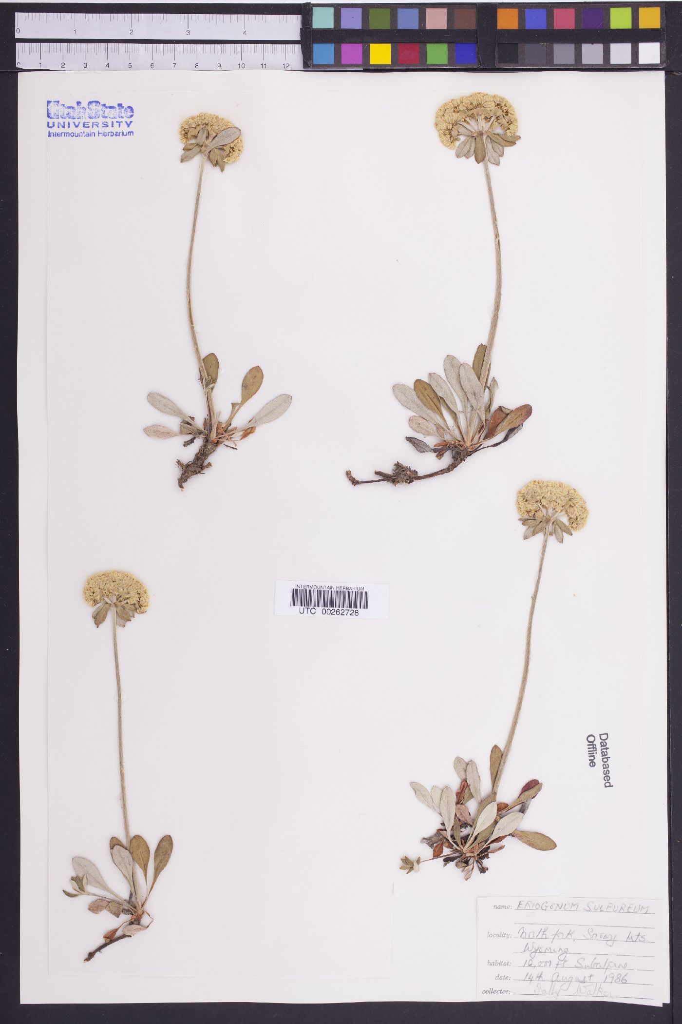 Eriogonum sulphureum image