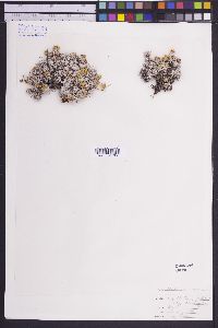 Eriogonum thymoides image