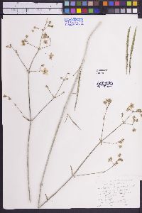 Mirabilis linearis image