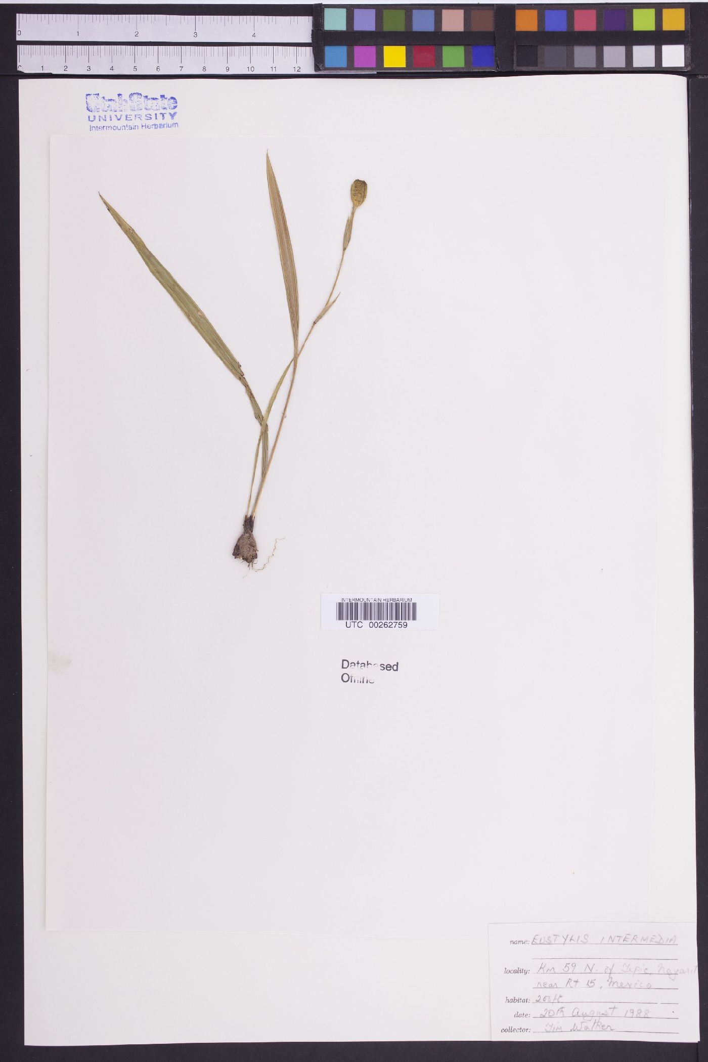 Alophia intermedia image