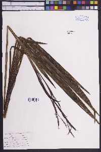 Sisyrinchium convolutum image