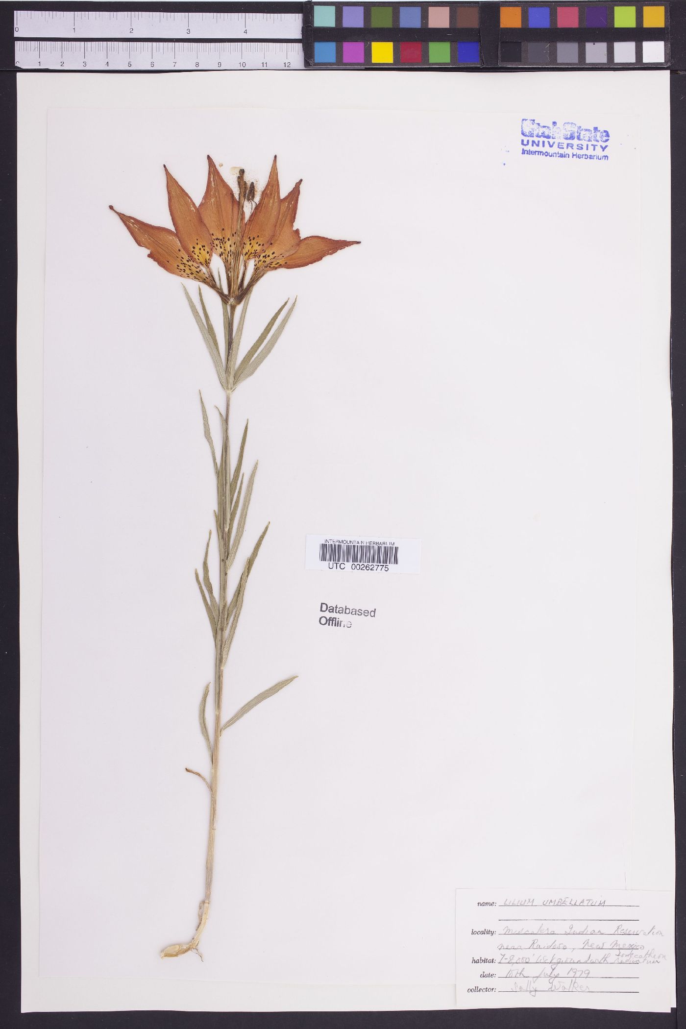 Lilium umbellatum image