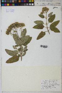 Stevia jaliscensis image