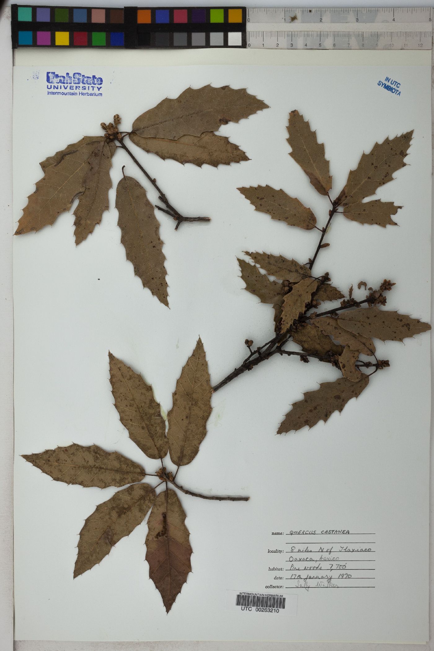 Quercus castanea image