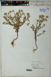 Machaeranthera tanacetifolia image