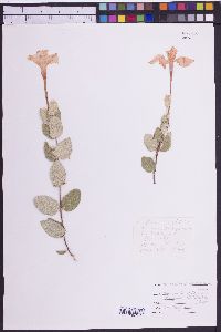 Image of Macrosiphonia macrosiphon