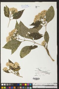 Montanoa tomentosa subsp. rosei image