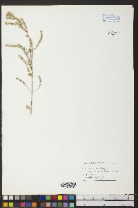 Aloysia wrightii image