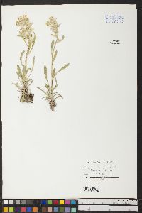 Lithospermum cobrense image