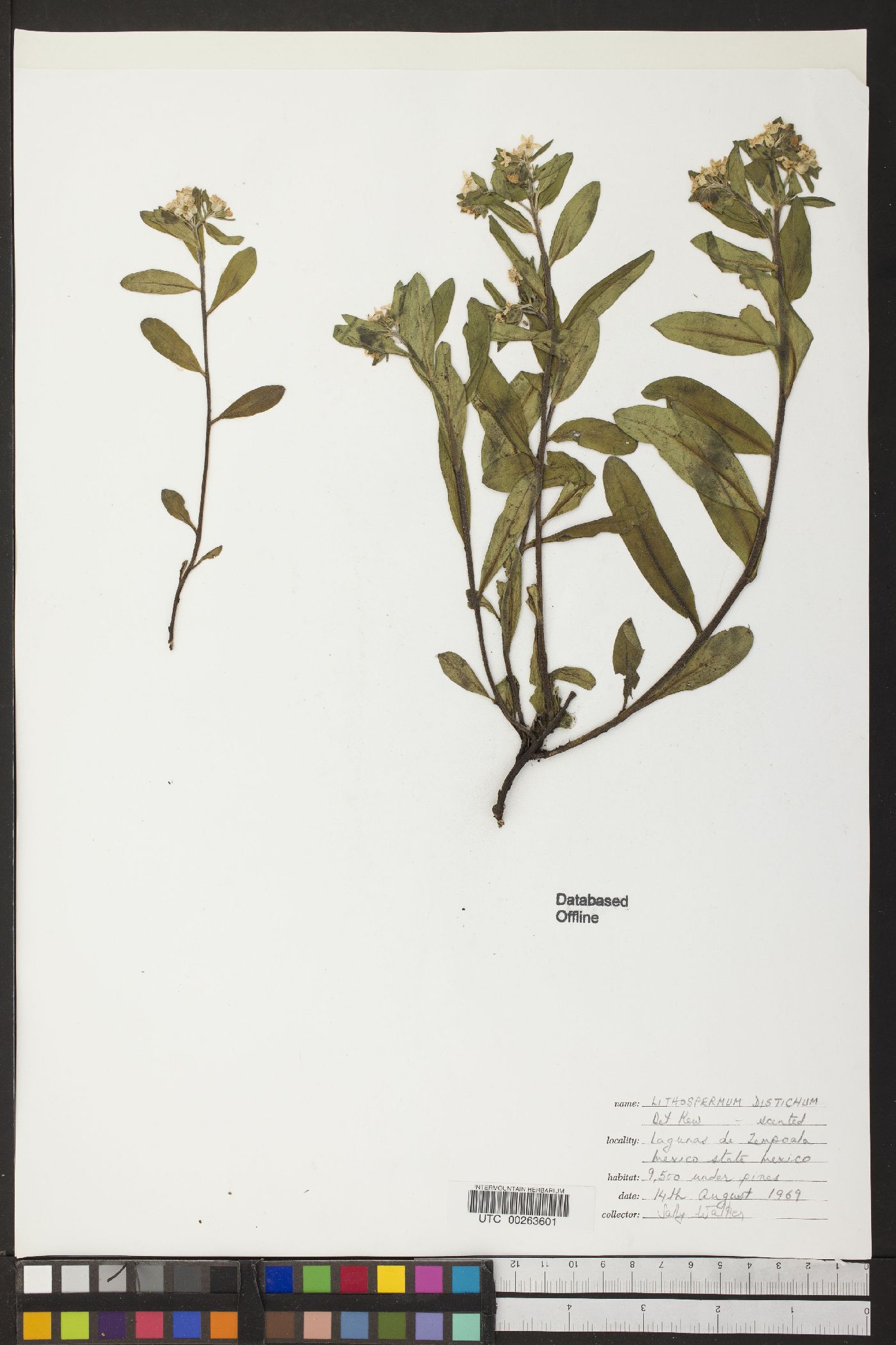 Lithospermum distichum image