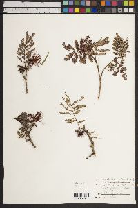 Calliandra eriophylla image