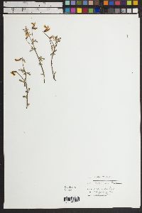 Lotus mearnsii image