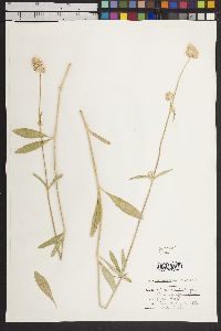 Gomphrena sonorae image