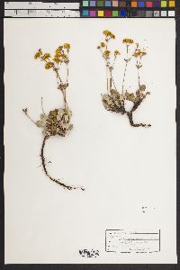 Eriogonum umbellatum var. cognatum image