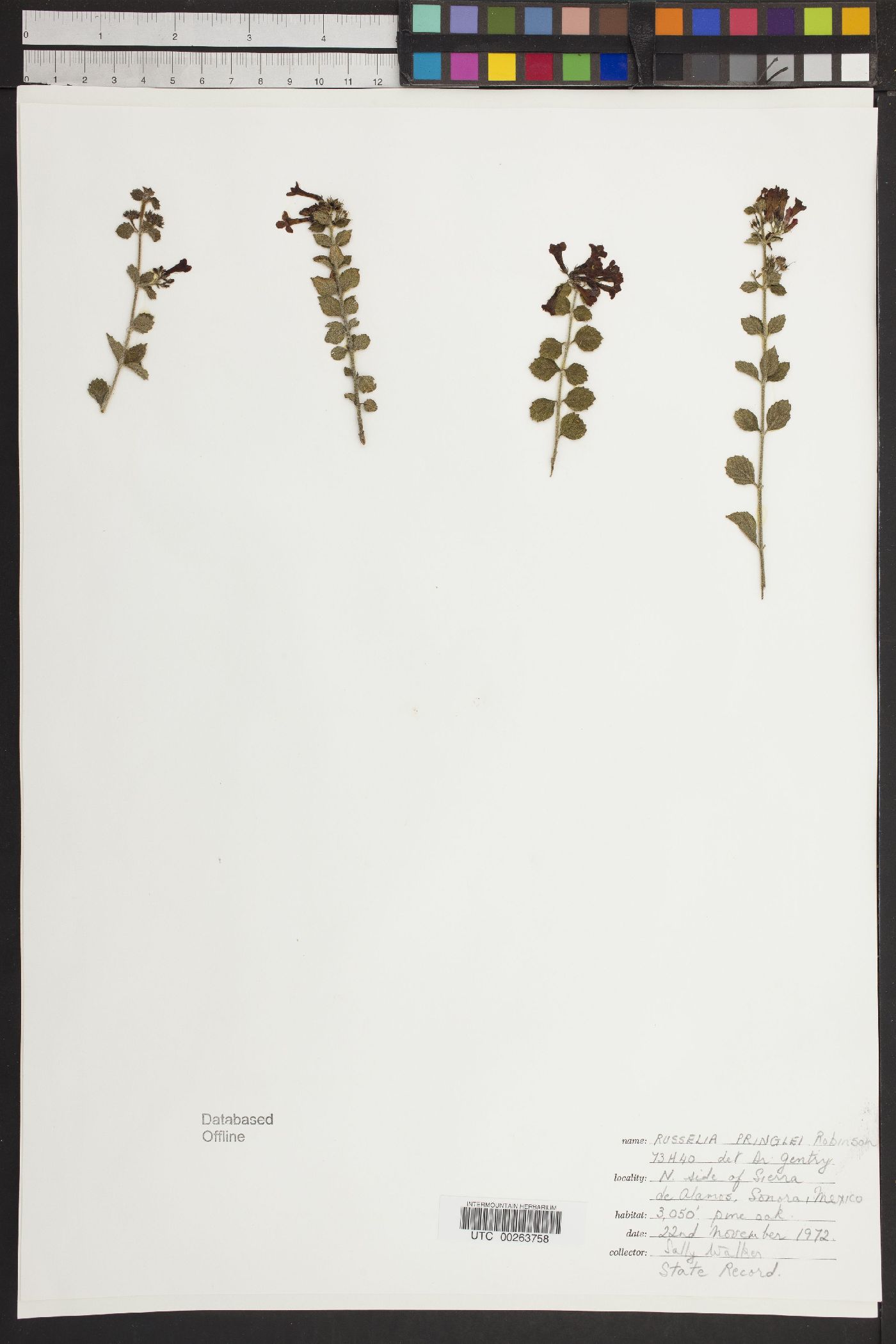 Russelia pringlei image
