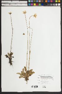 Parnassia mexicana image