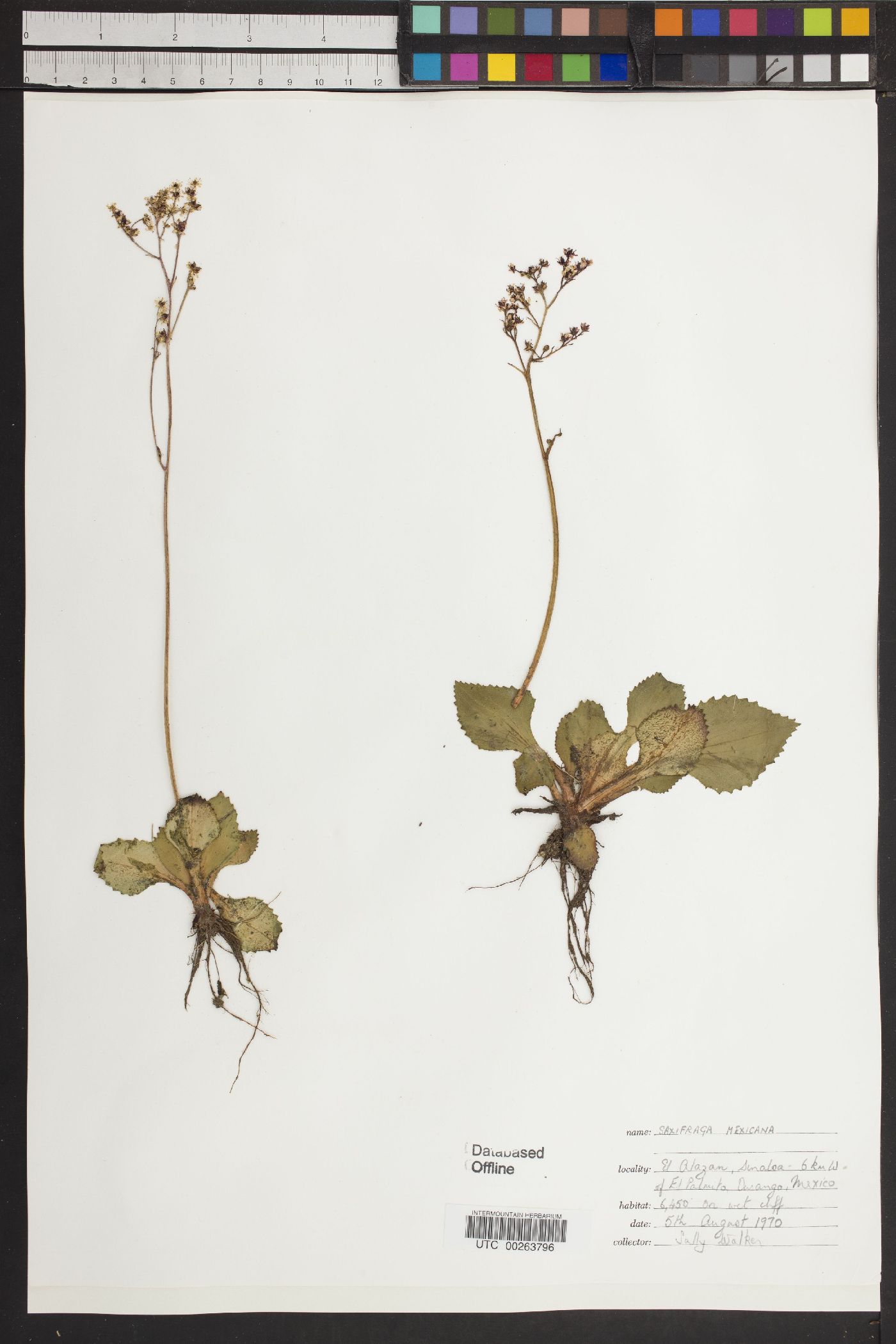 Micranthes mexicana image