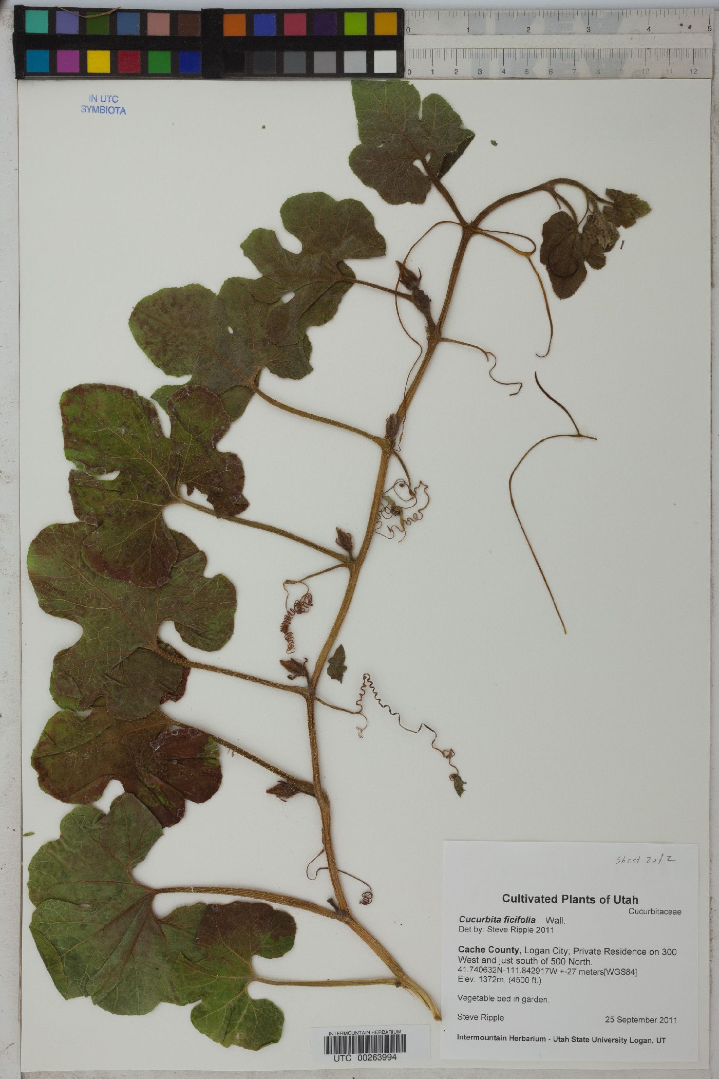 Cucurbita ficifolia image