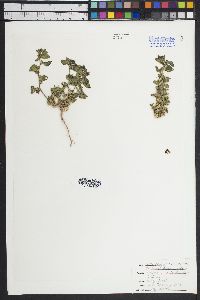 Pseudorontium cyathiferum image