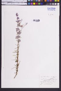 Trichostema lanatum image