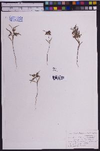 Trichostema lanceolatum image