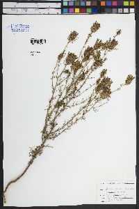 Cordylanthus wrightii image