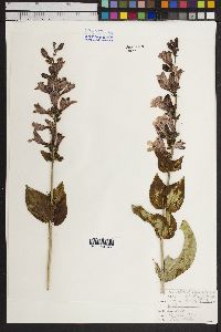 Penstemon longiflorus image