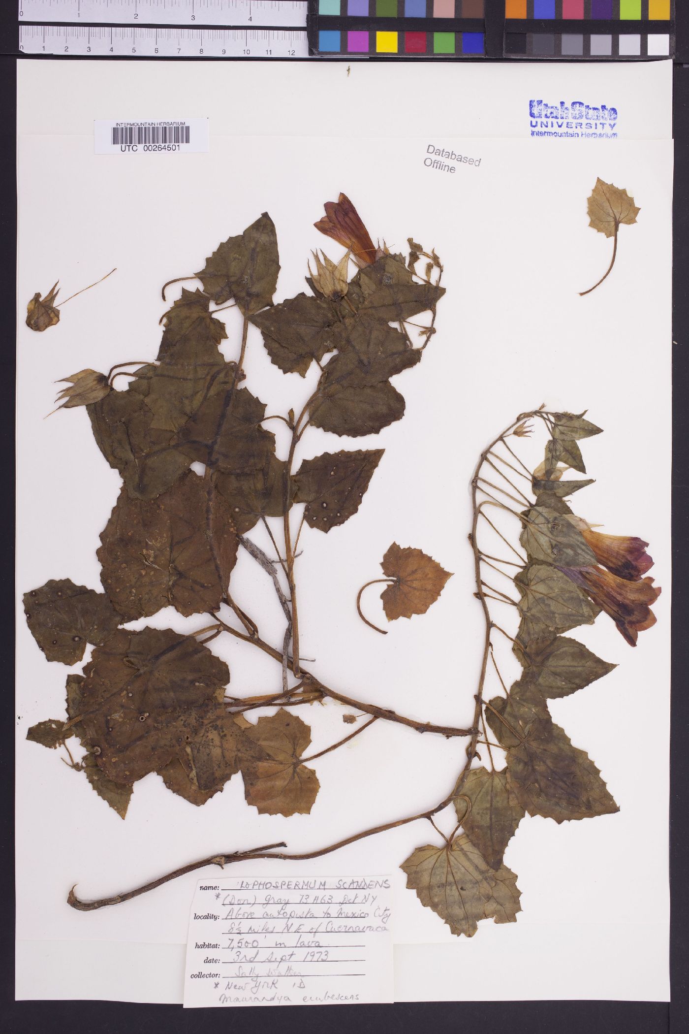 Lophospermum scandens image
