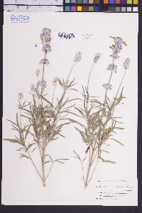 Salvia farinacea image