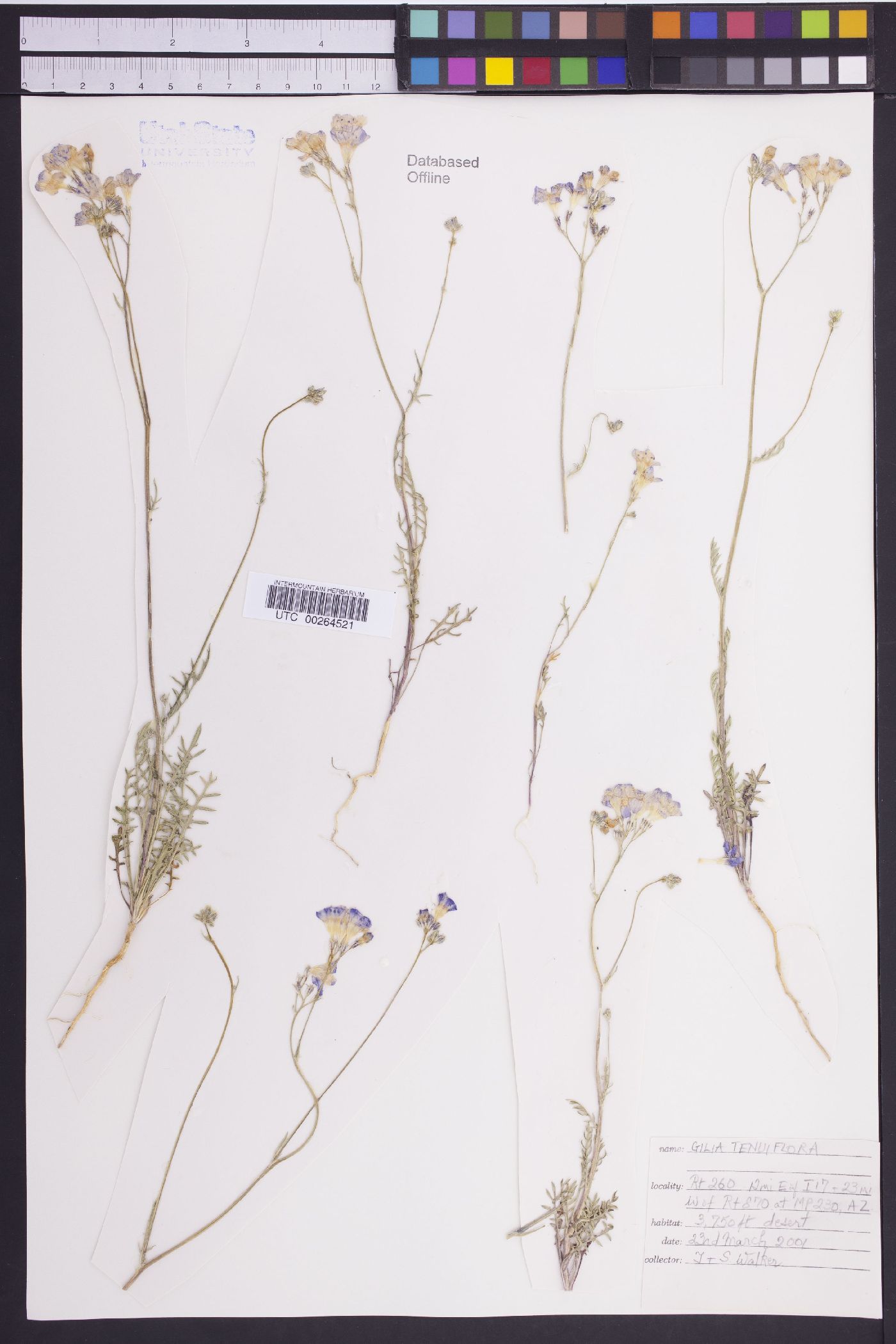 Gilia tenuiflora image