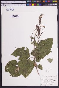 Salvia longistyla image