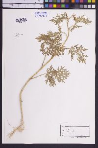 Solanum lumholtzianum image