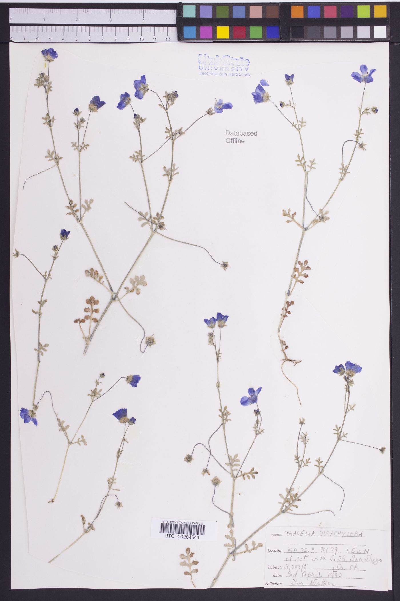 Phacelia brachyloba image