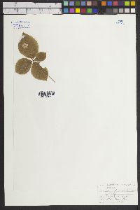 Trientalis borealis subsp. latifolia image